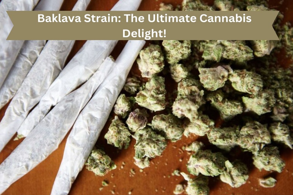 baklava strain