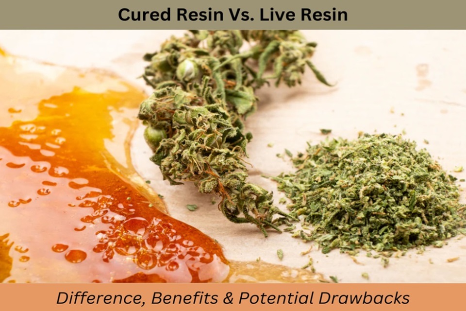 Cured Resin Vs. Live Resin
