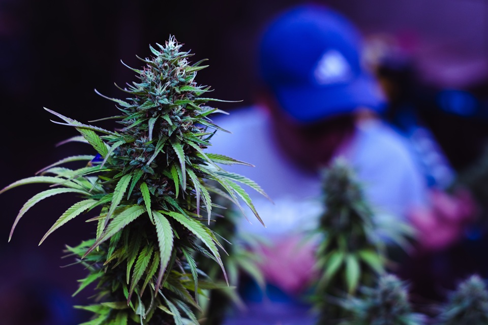 Superior Cannabis Experiences